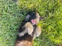 Tiger, a female German Shepherd Dog for sale in Hearne, TX – 2 of 7