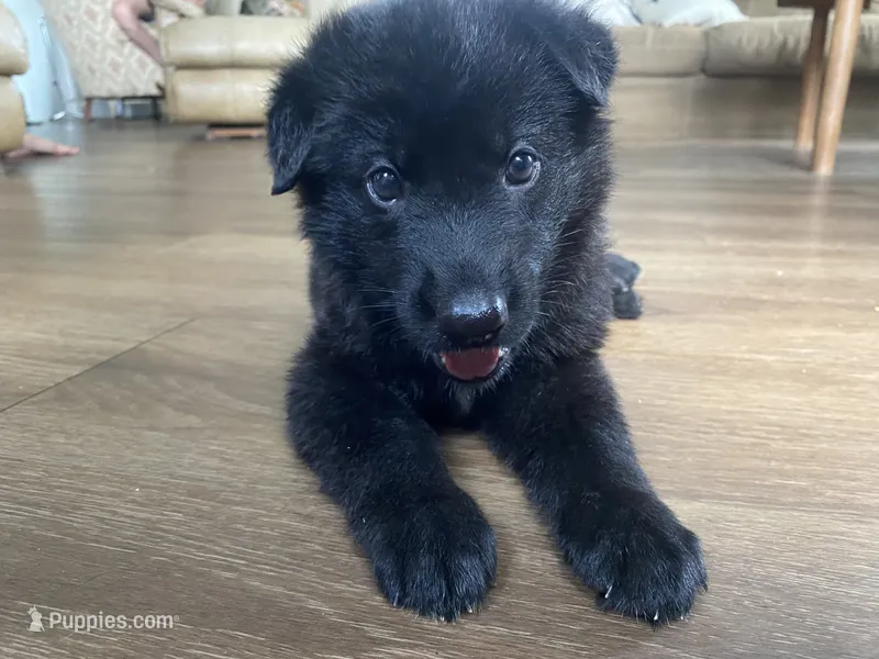 Starburst – German Shepherd Dog puppy for sale in Hearne, TX