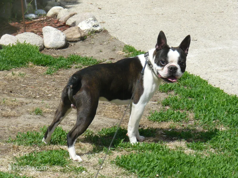 Buster – Boston Terrier puppy for sale in Parkers Prairie, MN
