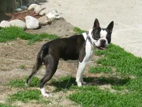 Buster, a male Boston Terrier for sale in Parkers Prairie, MN – 1 of 2