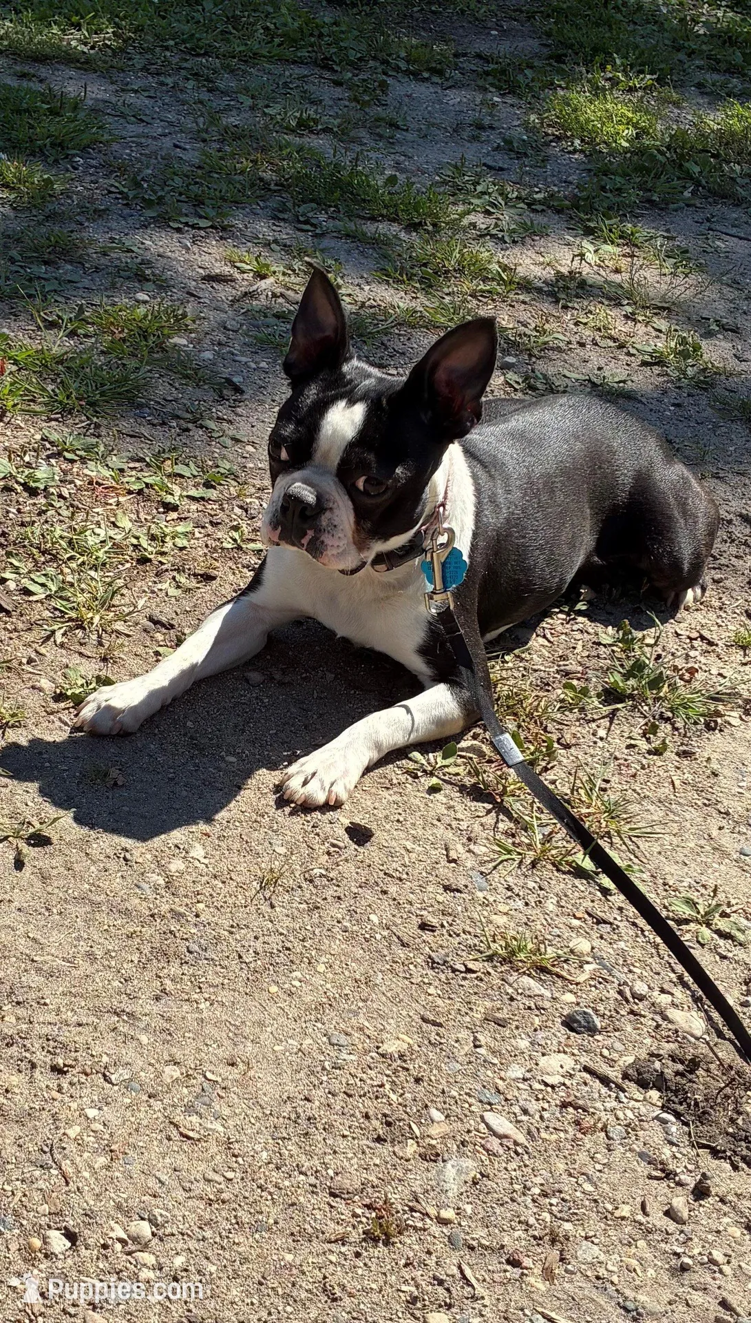 P-male #1, a male Boston Terrier for sale in Parkers Prairie, MN – Photo 8 of 8