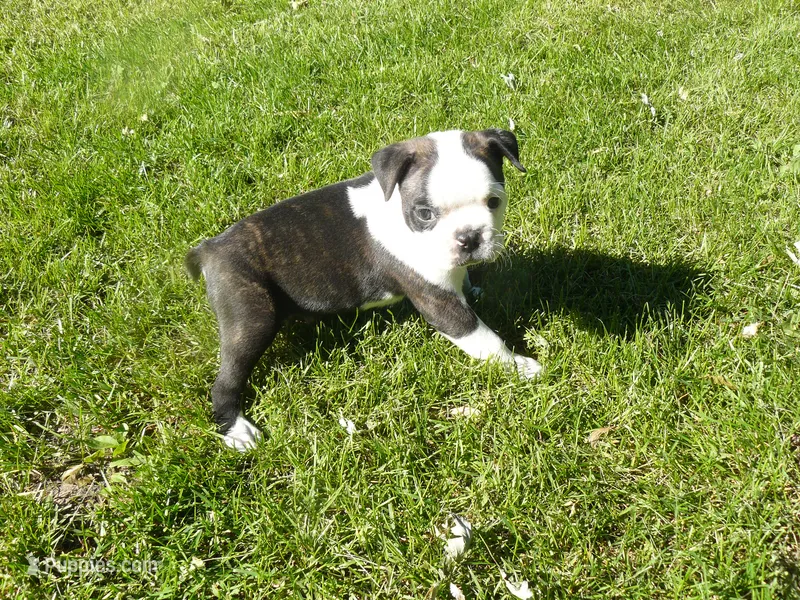 S-m-#1 – Boston Terrier puppy for sale in Parkers Prairie, MN