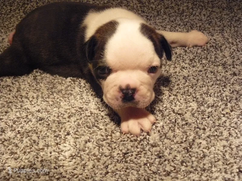 S-m-#1 – Boston Terrier puppy for sale in Parkers Prairie, MN