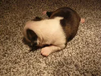 S-m-#1, a male Boston Terrier for sale in Parkers Prairie, MN – 4 of 5