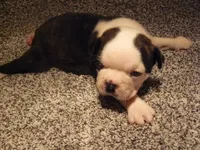 S-m-#1, a male Boston Terrier for sale in Parkers Prairie, MN – 3 of 8