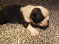 S-m-#1, a male Boston Terrier for sale in Parkers Prairie, MN – 2 of 8