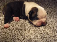 S-m-#1, a male Boston Terrier for sale in Parkers Prairie, MN – 2 of 5