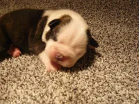 S-m-#1, a male Boston Terrier for sale in Parkers Prairie, MN – 1 of 5