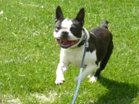 Buster, a male Boston Terrier for sale in Parkers Prairie, MN – 2 of 2