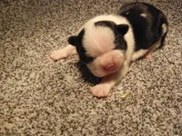 P-male #1, a male Boston Terrier for sale in Parkers Prairie, MN – Photo 3 of 8