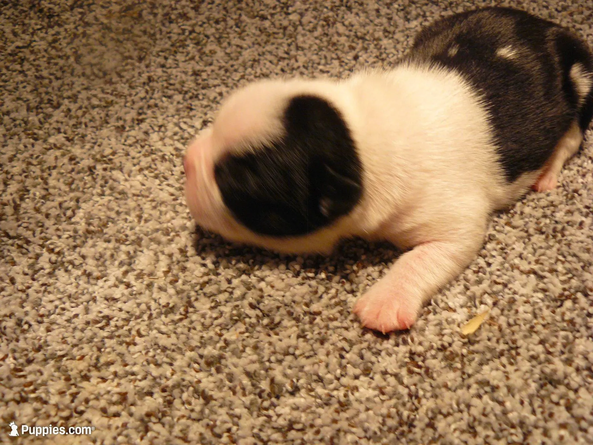 P-male #1, a male Boston Terrier for sale in Parkers Prairie, MN – Photo 6 of 8