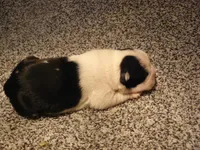 P-male #1, a male Boston Terrier for sale in Parkers Prairie, MN – Photo 4 of 8