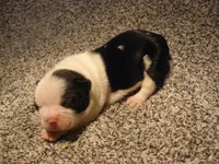 P-male #1, a male Boston Terrier for sale in Parkers Prairie, MN – Photo 5 of 8