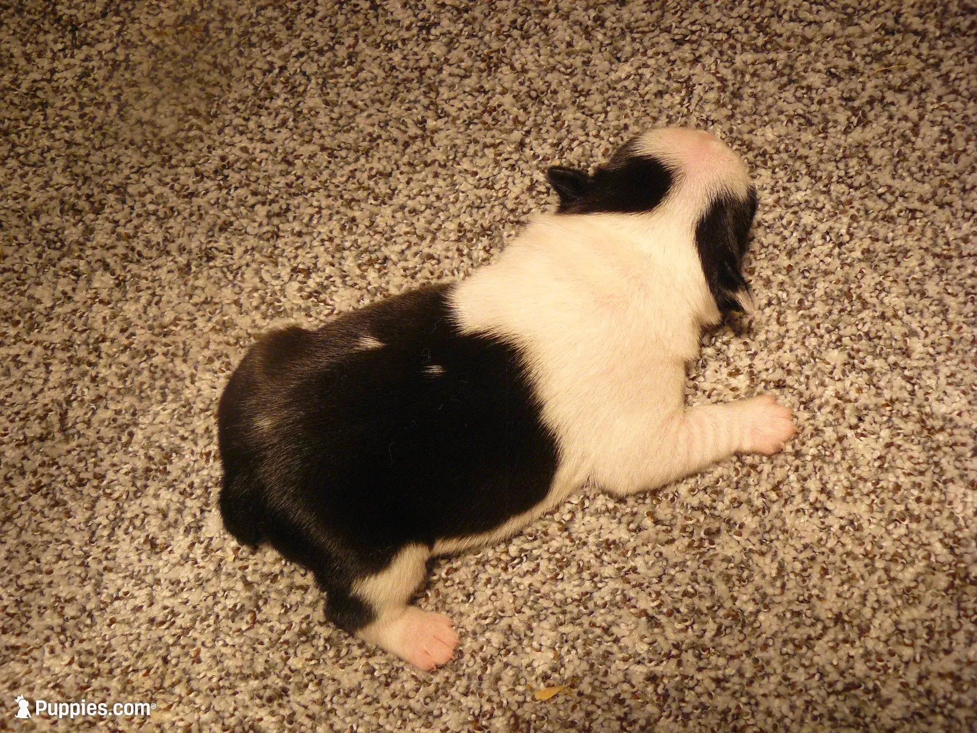 P-male #1, a male Boston Terrier for sale in Parkers Prairie, MN – Photo 2 of 8