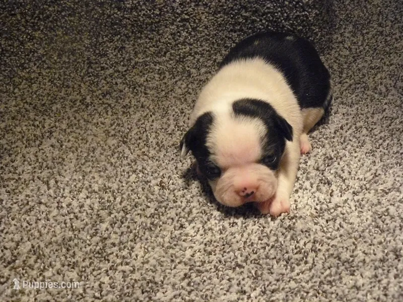 P-male #1 – Boston Terrier puppy for sale in Parkers Prairie, MN