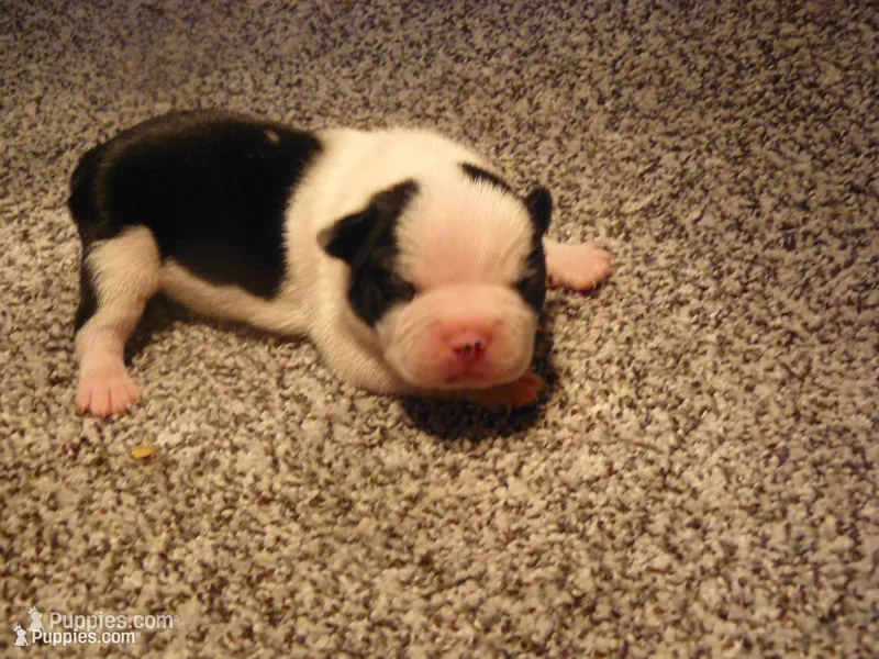 P-male #1 – Boston Terrier puppy for sale in Parkers Prairie, MN