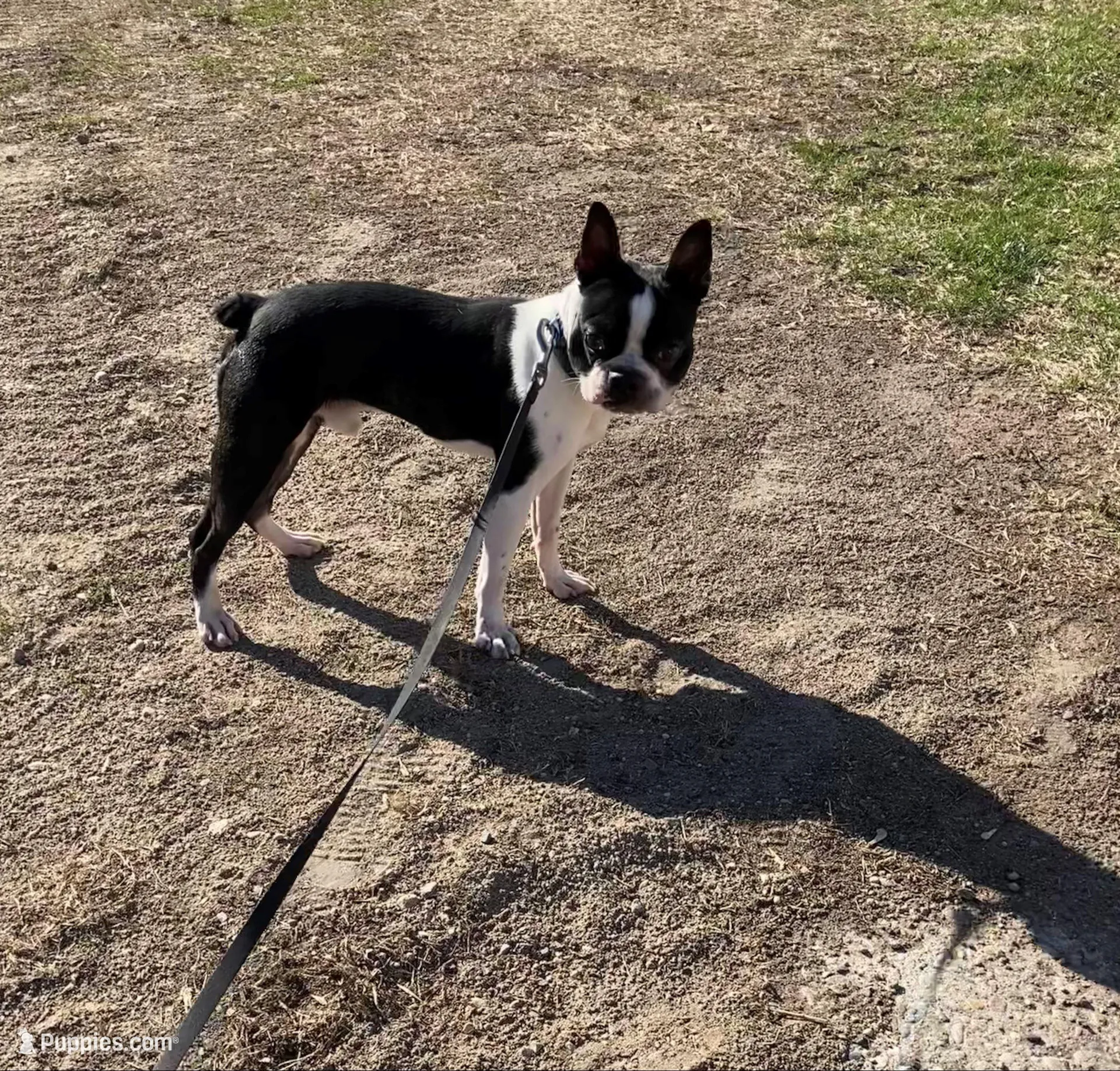 P-male #1, a male Boston Terrier for sale in Parkers Prairie, MN – Photo 7 of 8