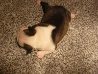 S-m-#1, a male Boston Terrier for sale in Parkers Prairie, MN – 5 of 5