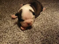 S-m-#1, a male Boston Terrier for sale in Parkers Prairie, MN – 3 of 5