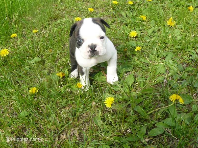 S-m-#1 – Boston Terrier puppy for sale in Parkers Prairie, MN