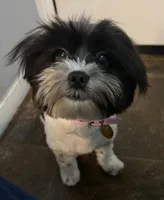 Bella, a female Shorkie for sale in Bridgeport, CT – Photo 2 of 8