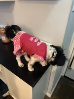 Bella, a female Shorkie for sale in Bridgeport, CT – Photo 6 of 8