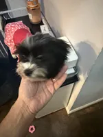 Bella, a female Shorkie for sale in Bridgeport, CT – Photo 3 of 8