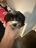 Bella, a female Shorkie for sale in Bridgeport, CT – Photo 4 of 8