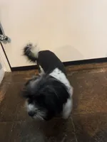 Bella, a female Shorkie for sale in Bridgeport, CT – Photo 7 of 8