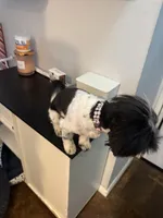 Bella, a female Shorkie for sale in Bridgeport, CT – Photo 5 of 8