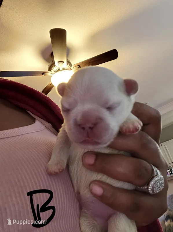 Puppy 3 – French Bulldog puppy for sale in Rowlett, TX