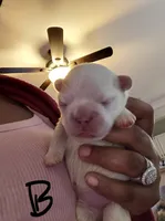 Puppy 3, a male French Bulldog for sale in Rowlett, TX – 1 of 1