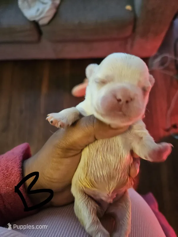 Puppy 4 – French Bulldog puppy for sale in Rowlett, TX