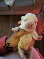 Puppy 4, a male French Bulldog for sale in Rowlett, TX – 1 of 1