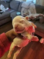 Puppy 2, a male French Bulldog for sale in Rowlett, TX – 1 of 1