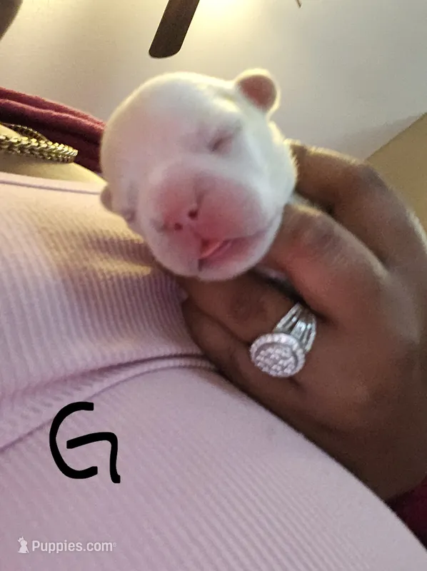Puppy 1 – French Bulldog puppy for sale in Rowlett, TX