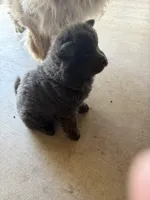 Shadow, a female Chow Chow for sale in Hesperia, CA – 2 of 3
