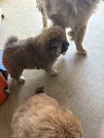 Browny, a male Chow Chow for sale in Hesperia, CA – 2 of 3