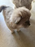 Cinnamon , a female Chow Chow for sale in Hesperia, CA – 2 of 2