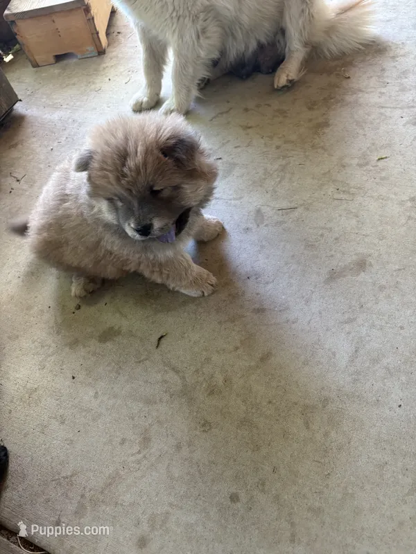 Browny – Chow Chow puppy for sale in Hesperia, CA