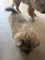 Cinnamon , a female Chow Chow for sale in Hesperia, CA – 1 of 2
