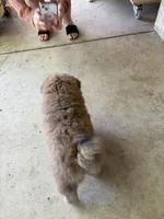Browny, a male Chow Chow for sale in Hesperia, CA – 3 of 3