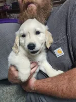 Orange, a female English Cream Golden Retriever for sale in Montrose, CO – 2 of 3