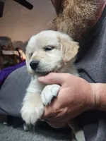 Purple, a female English Cream Golden Retriever for sale in Montrose, CO – 3 of 4