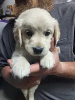 Light Purple, a female English Cream Golden Retriever for sale in Montrose, CO – 2 of 4