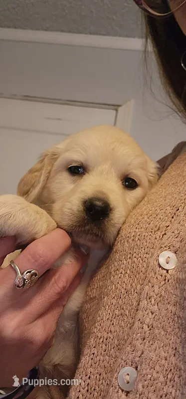 BLACK – English Cream Golden Retriever puppy for sale in Montrose, CO