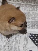 Cinnamon , a female Pomeranian for sale in Montrose, CO – 2 of 4