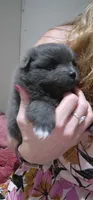 Silver Dollar, a male Pomeranian for sale in Montrose, CO – 2 of 4