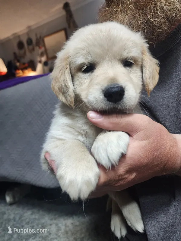 Purple – English Cream Golden Retriever puppy for sale in Montrose, CO