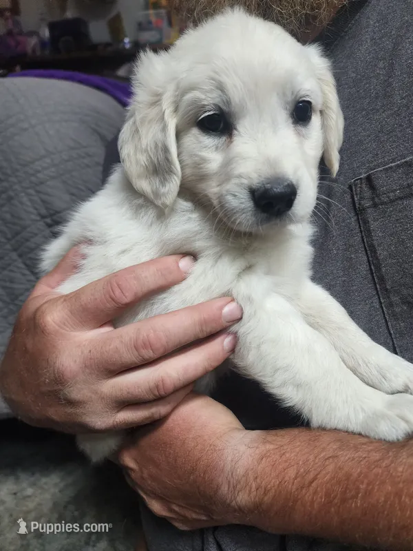 Light Pink – English Cream Golden Retriever puppy for sale in Montrose, CO
